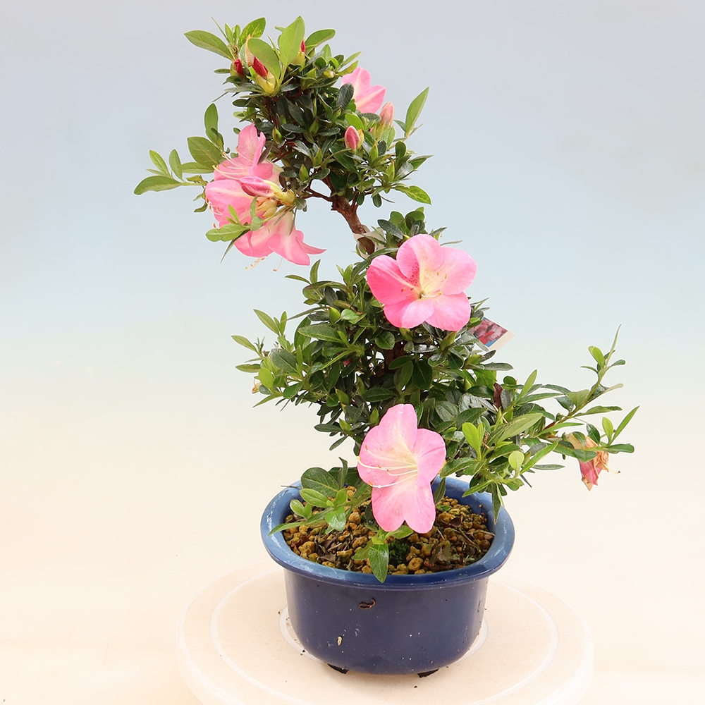 Bonsai voor buiten - Japanse Azalea - Azalea Santoka