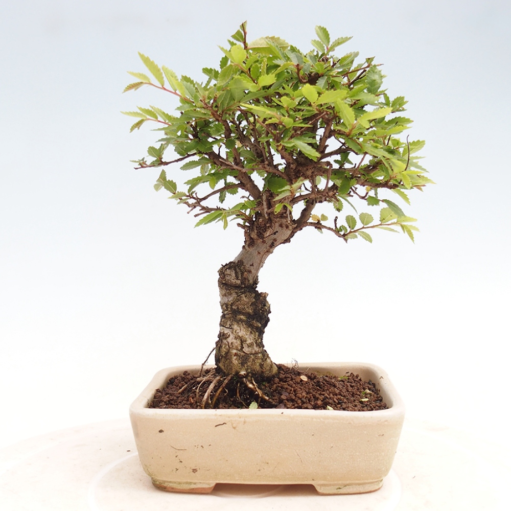 Bonsai voor buiten - Zelkova - Zelkova NIRE