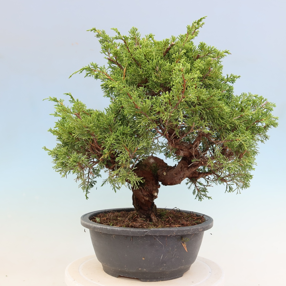 Bonsai voor buiten - Juniperus chinensis Itoigawa-Juniperus chinensis