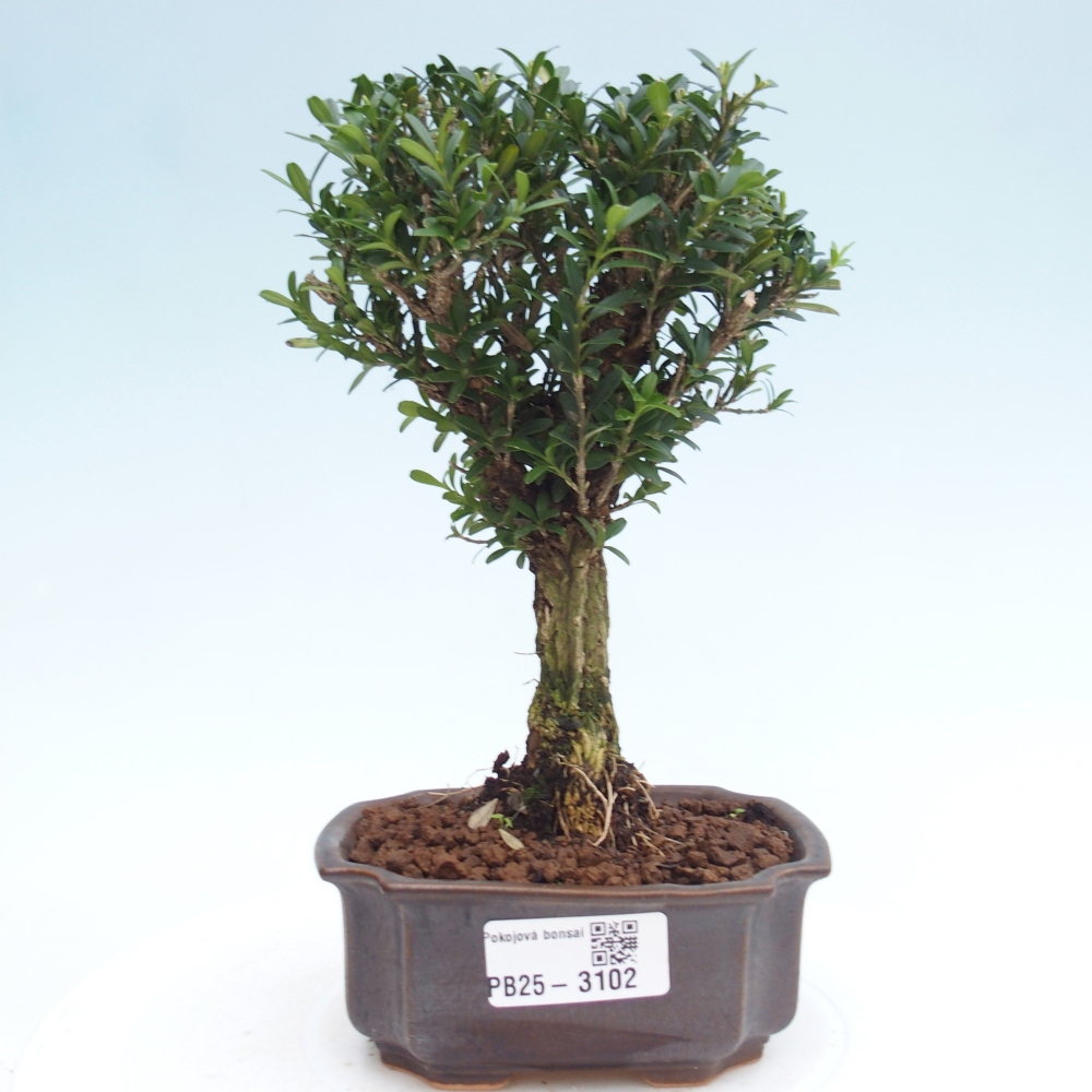 Kamerbonsai - Buxus harlandii - kurk buxus