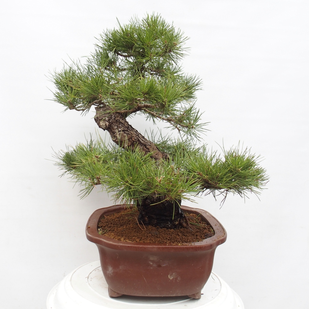 Bonsai voor buiten - Pinus thunbergii - Thunberg den