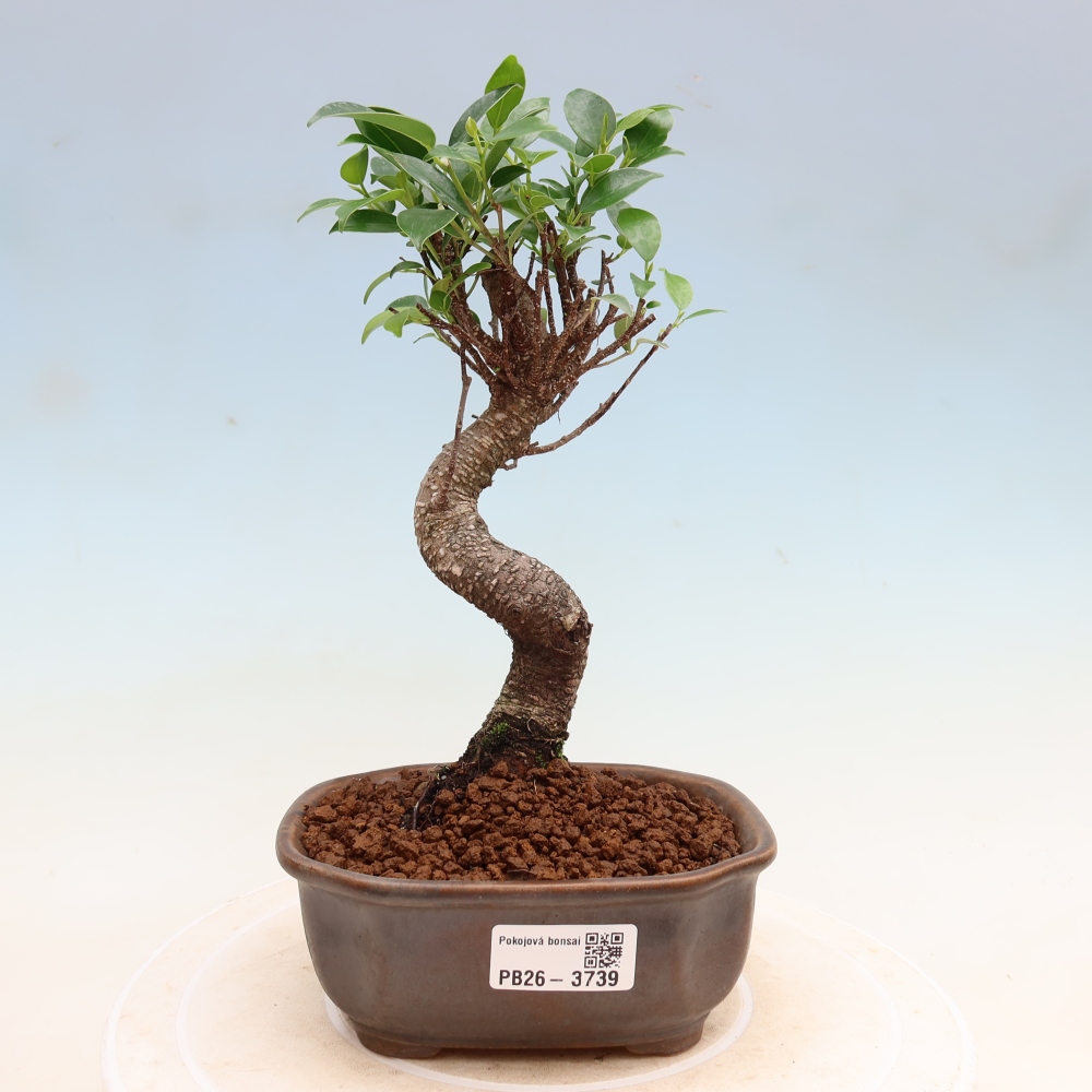 Kamerbonsai - Ficus kimmen - kleinbladige ficus