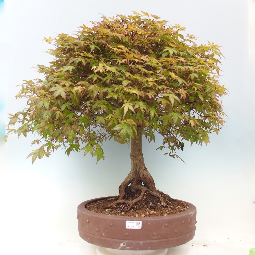 Noorse esdoorn - Acer palmatum Beni Tsukasa