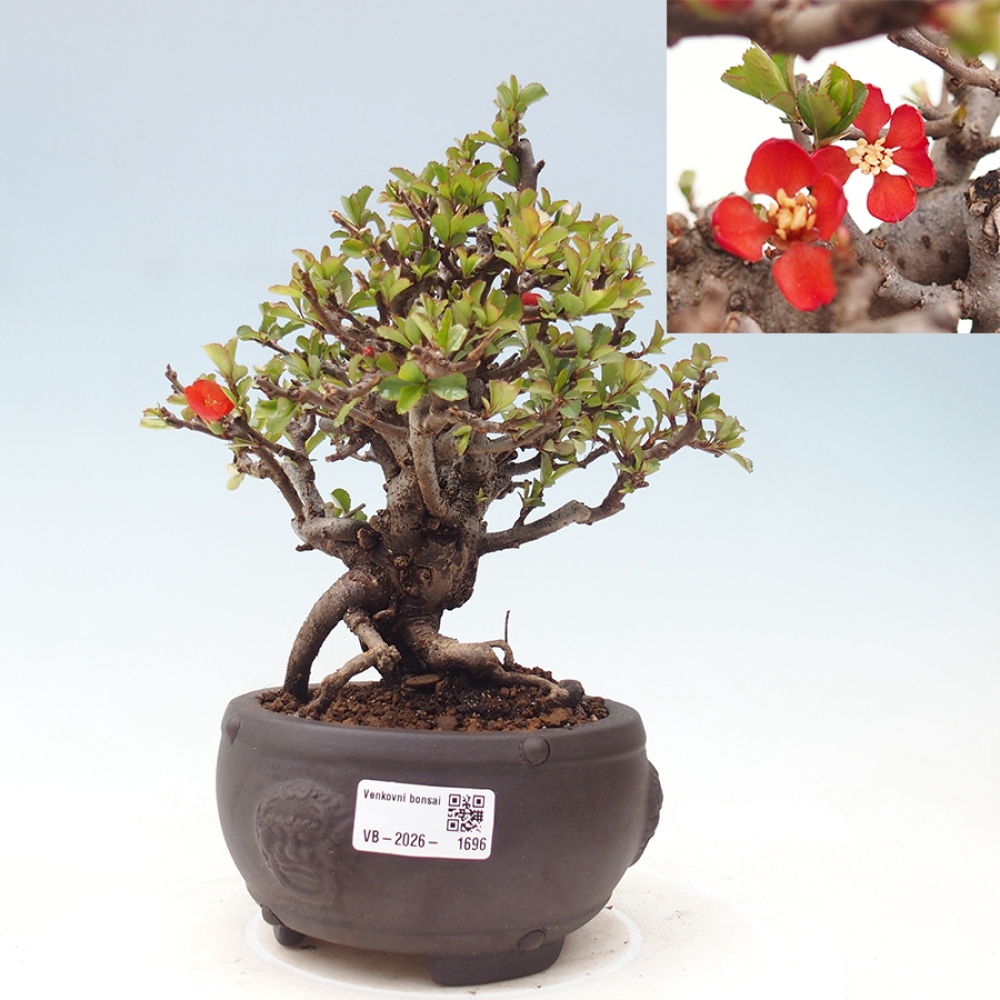 Bonsai voor buiten - Chaneomeles speciosa - Kweepeer