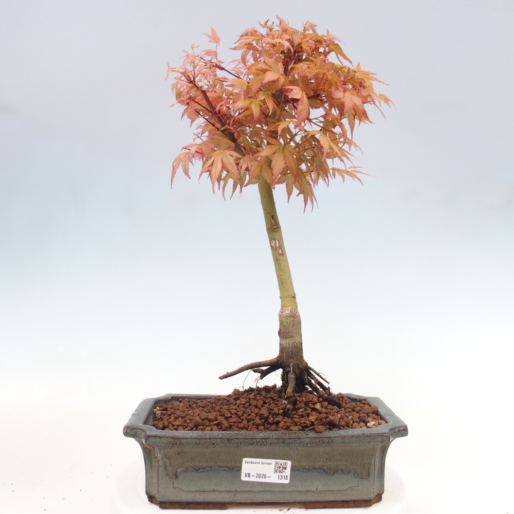 Noorse esdoorn - Acer palmatum Beni Tsukasa