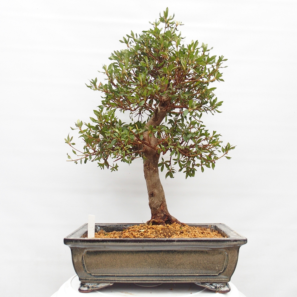 Bonsai voor buiten - Japanse azalea - Azalea CHIHIRO