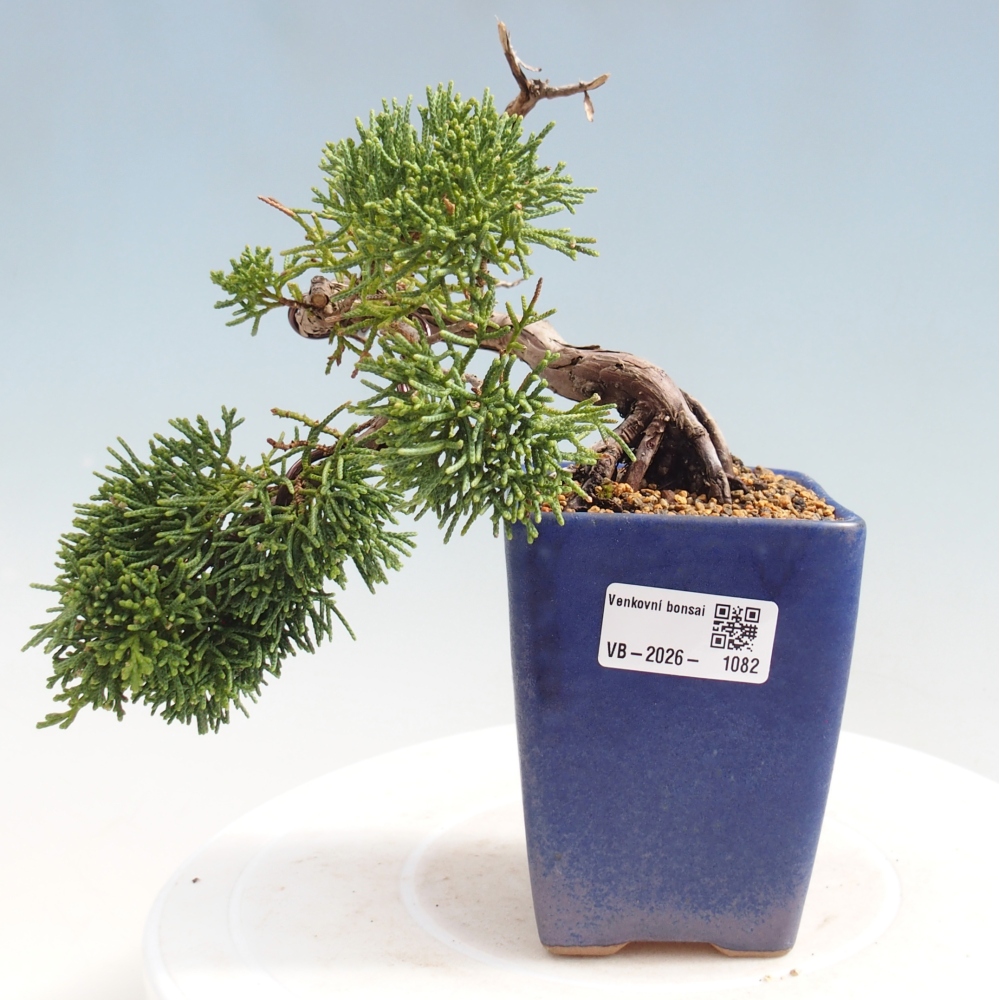 Bonsai voor buiten - Juniperus chinensis Kishu