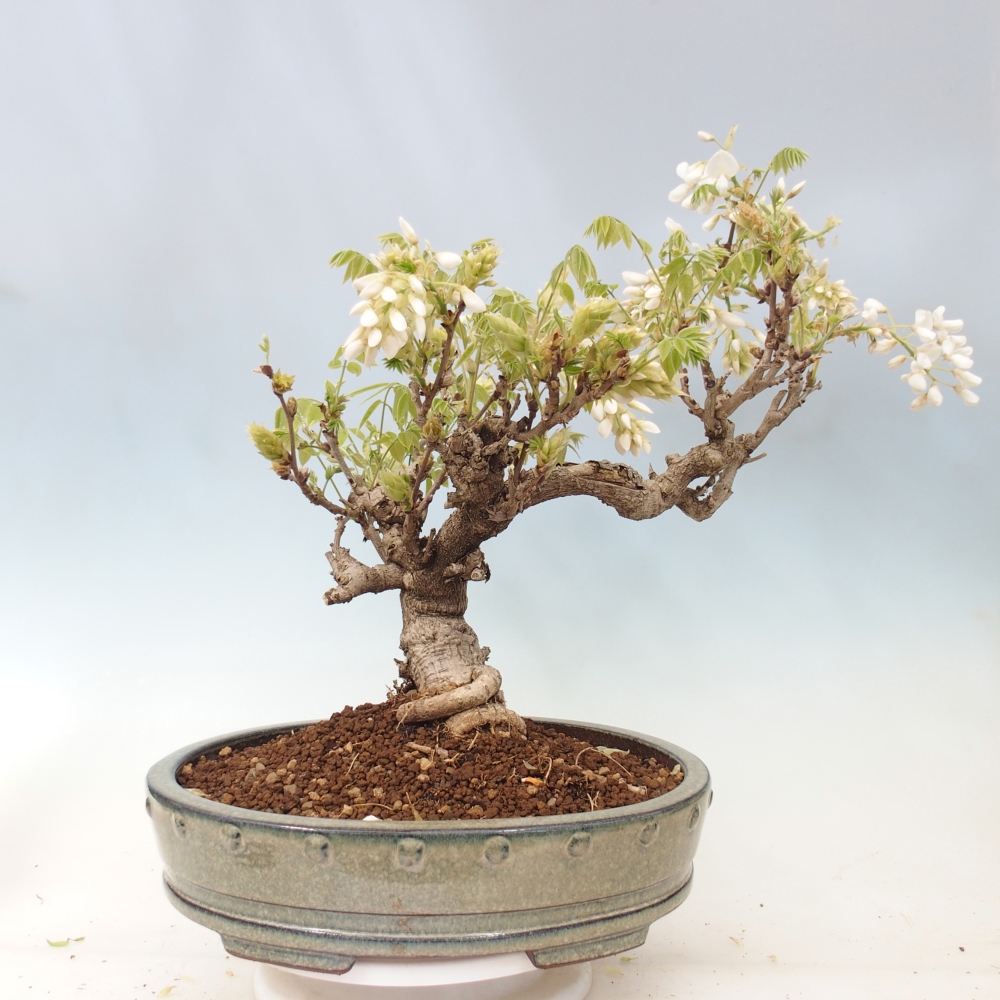 Bonsai voor buiten - Vistaria - Wisteria