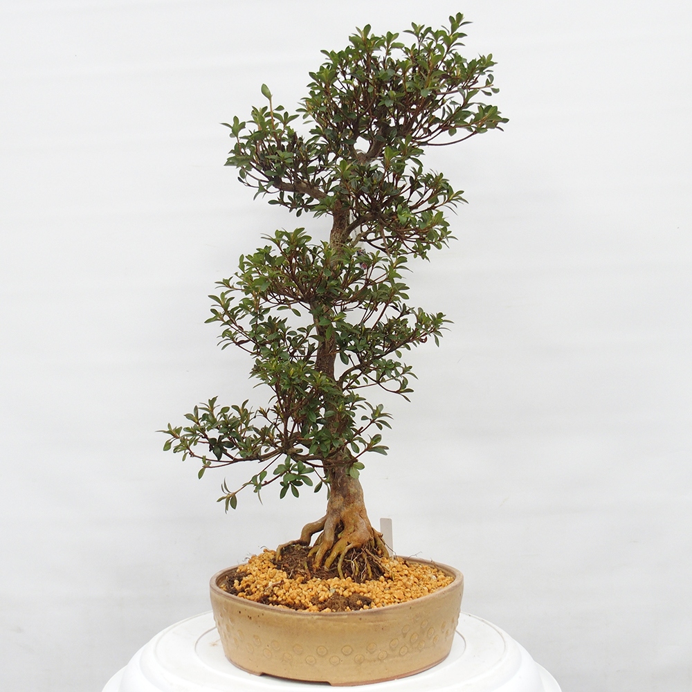 Bonsai voor buiten - Japanse Azalea - Azalea Hanatsuzuri