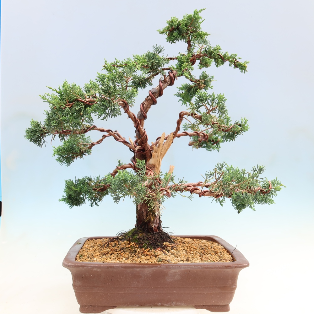 Bonsai voor buiten - Juniperus chinensis Kishu