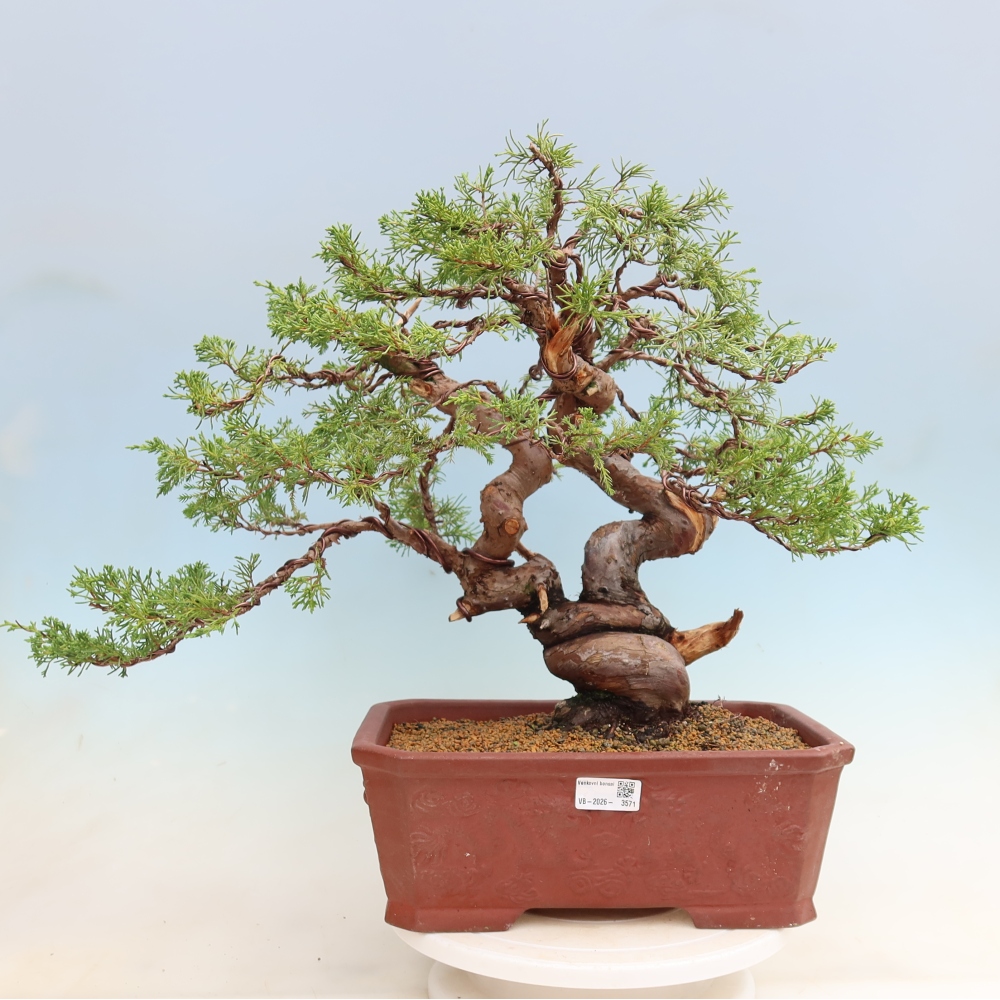 Bonsai voor buiten - Juniperus chinensis Itoigawa-Juniperus chinensis