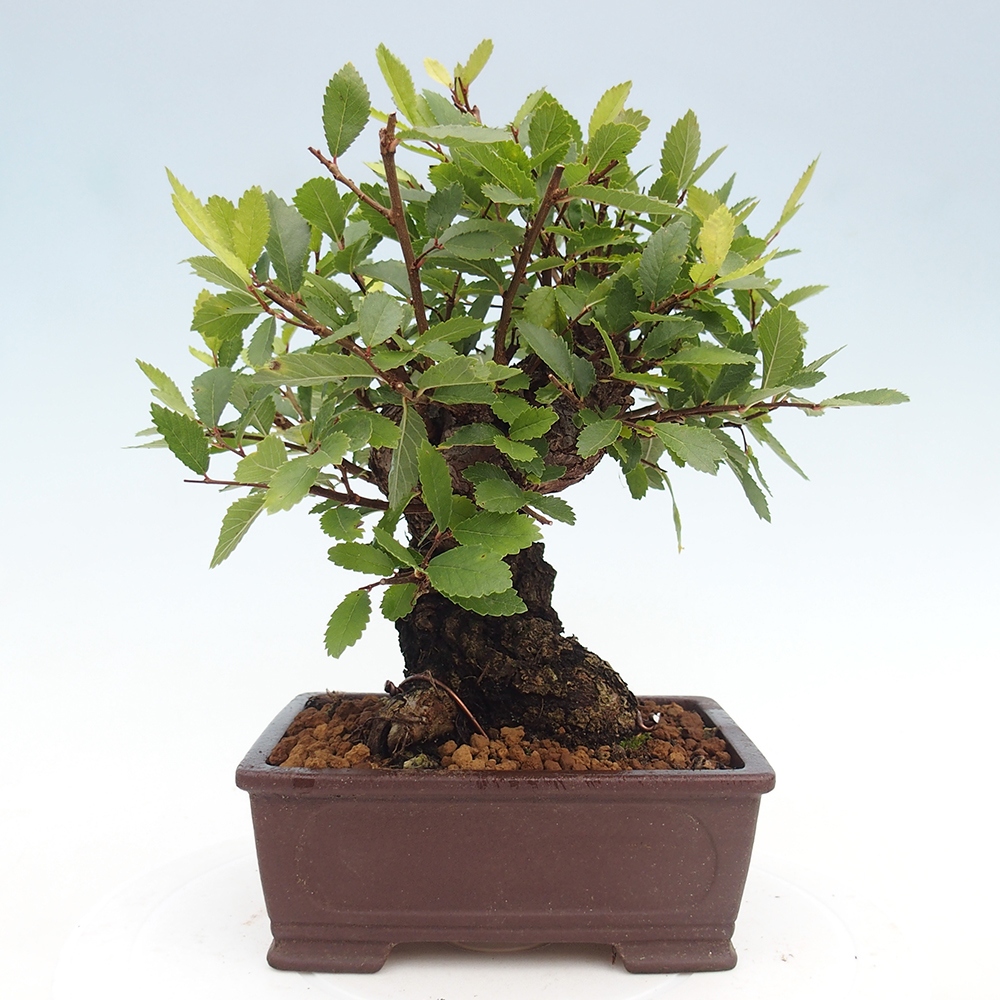 Bonsai voor buiten - Zelkova - Zelkova NIRE