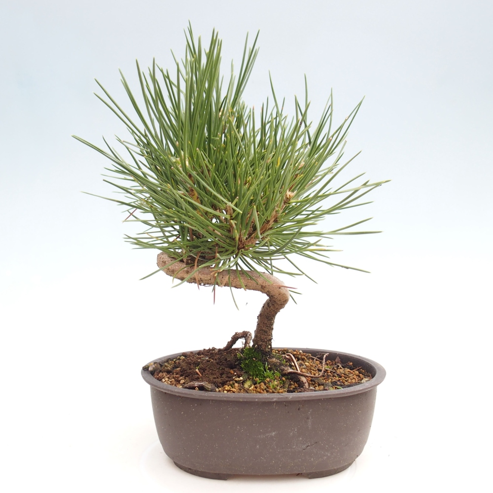 Bonsai voor buiten - Pinus thunbergii - Thunberg den