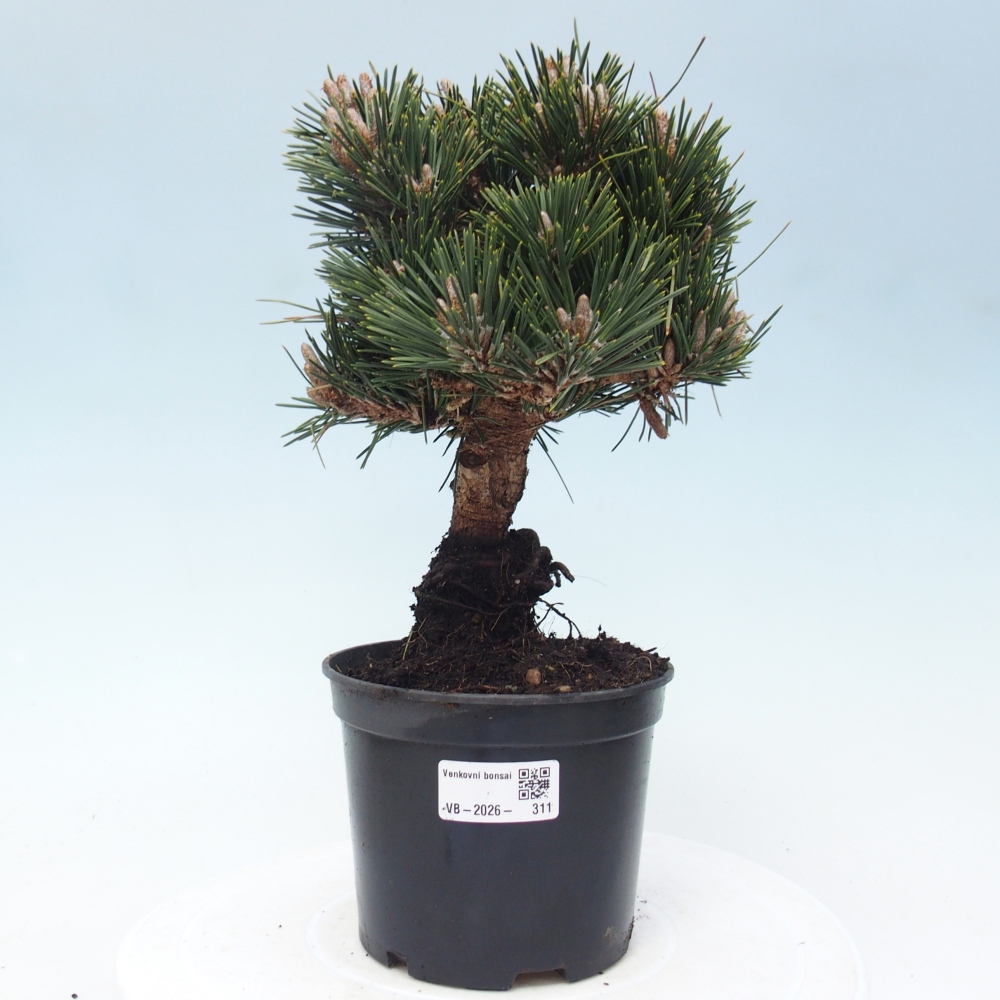 Bonsai voor buiten - Pinus thunbergii senjyumaru - Thunberg den