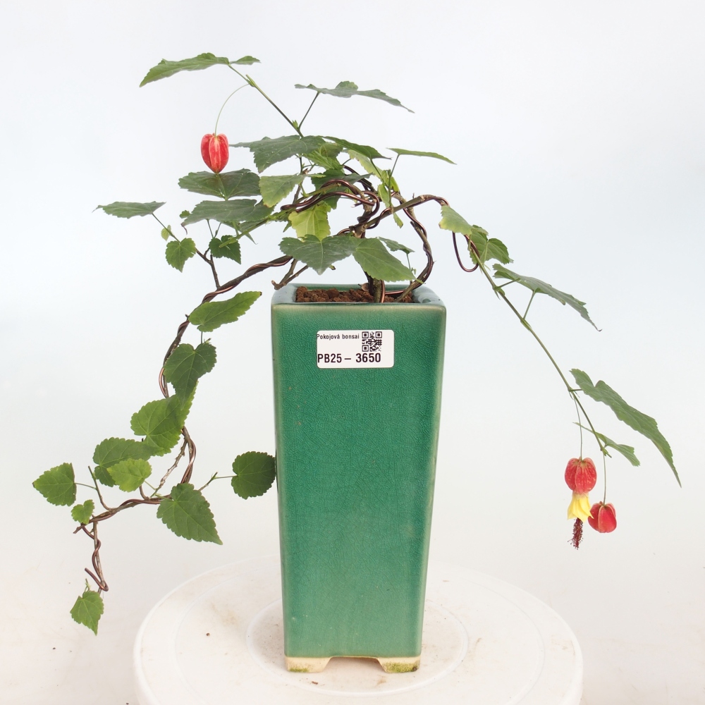 Bonsai voor binnen - Abutilon Big Bell - Cloudberry