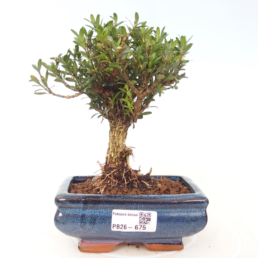 Kamerbonsai - Buxus harlandii - kurk buxus