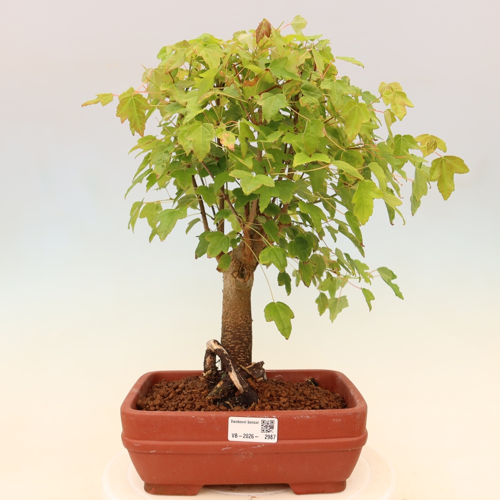 Bonsai voor buiten - Esdoorn Burger - Acer Burgerianum