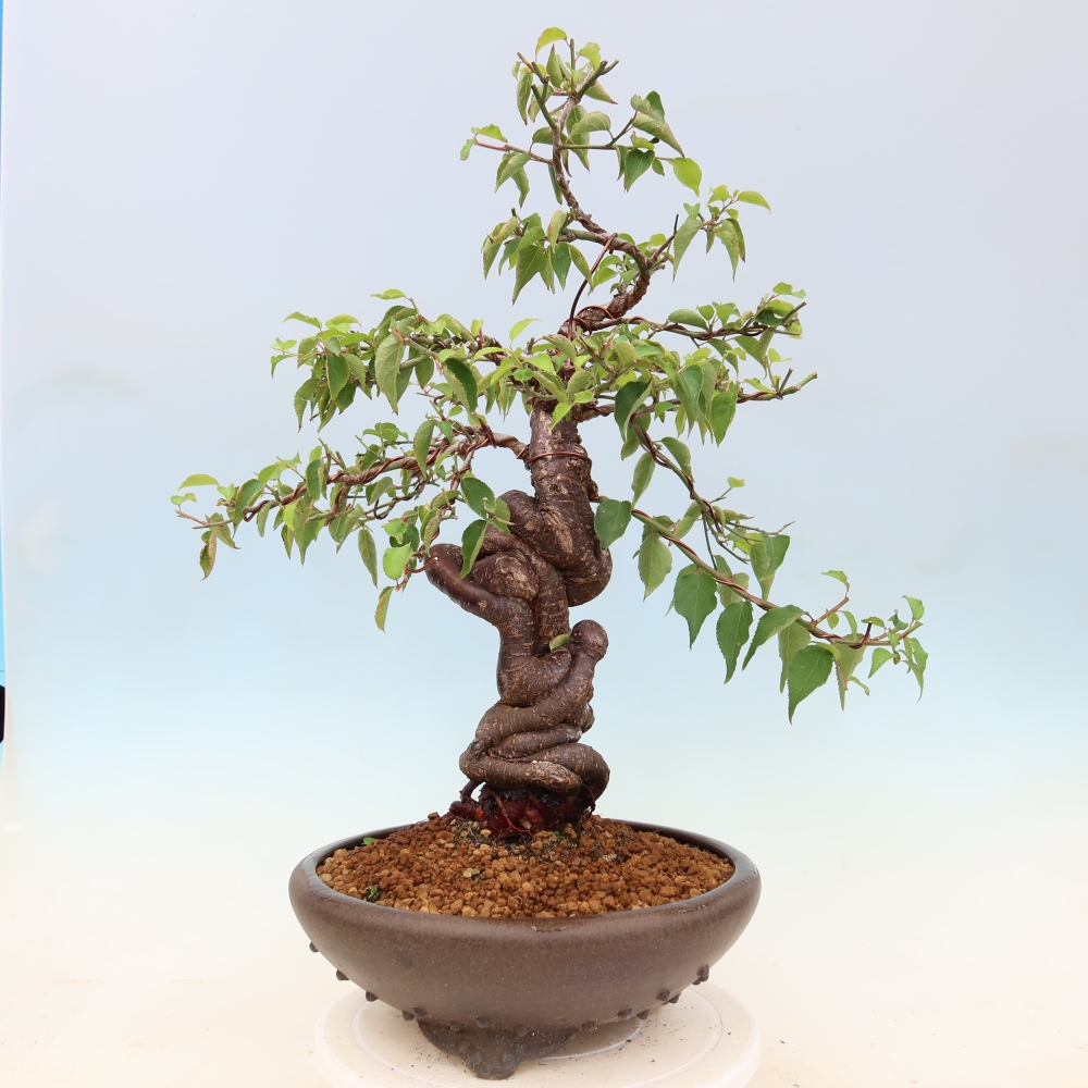Bonsai voor buiten – Japanse abrikoos – Prunus Mume