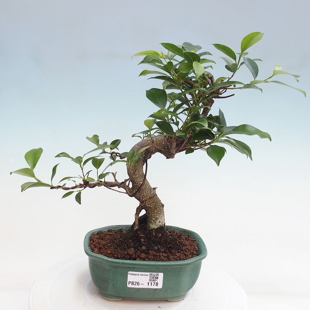 Kamerbonsai - Ficus retusa - kleinbladige ficus