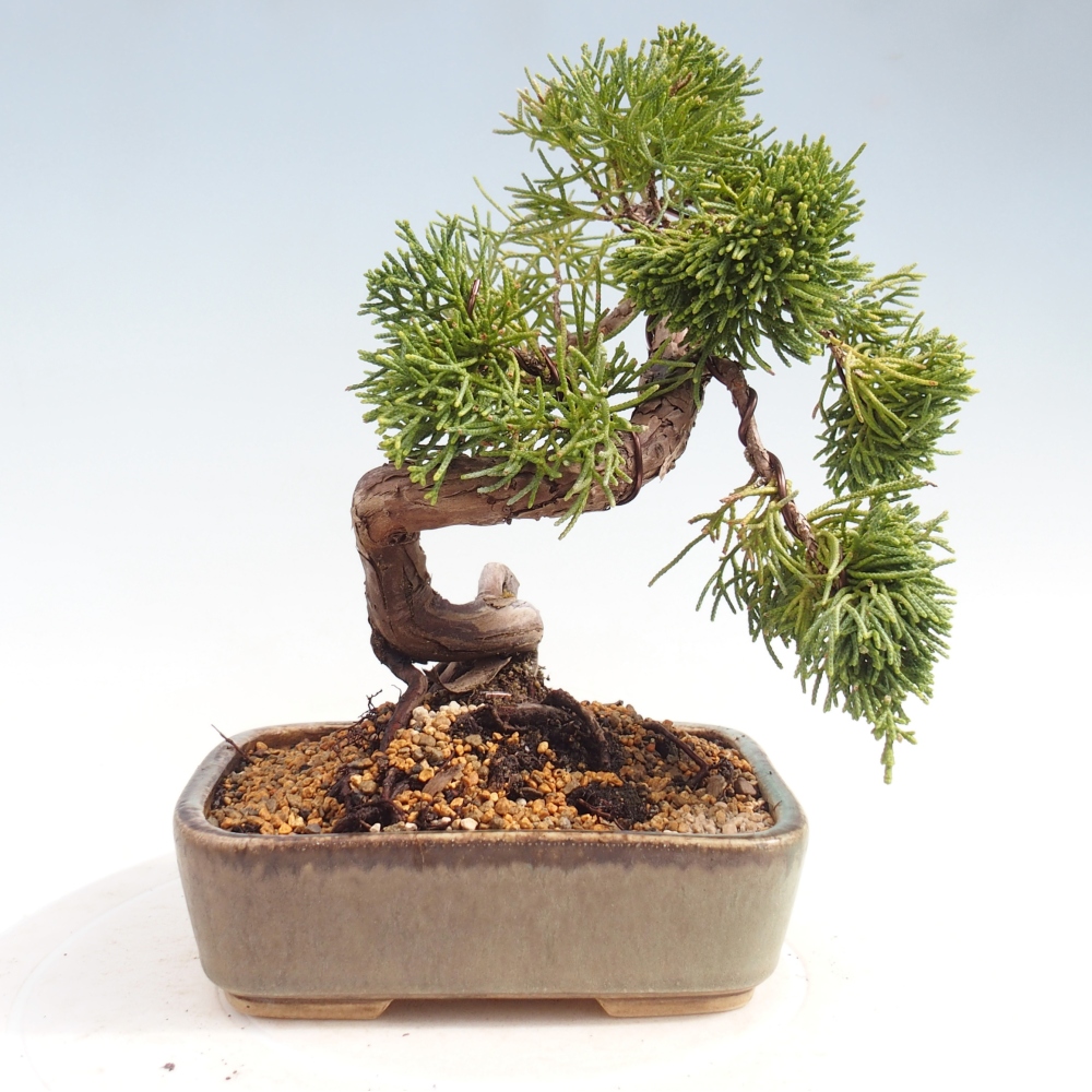 Bonsai voor buiten - Juniperus chinensis Kishu