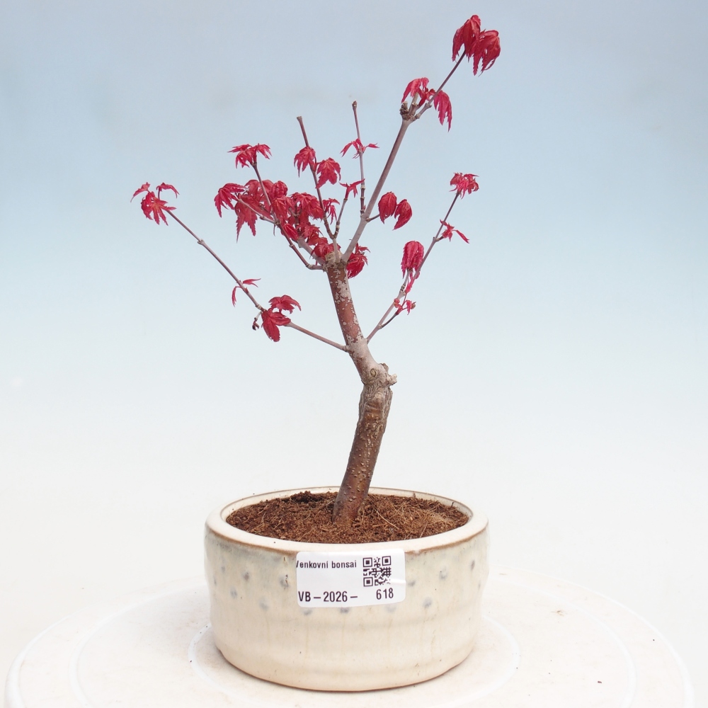Bonsai voor buiten - Acer palmatum DESHOJO