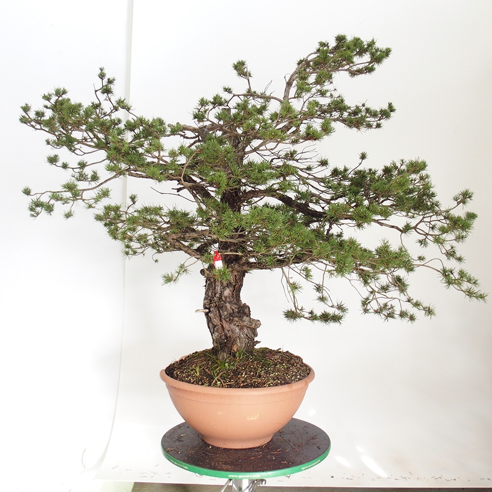 Yamadori - Pinus sylvestris Spanje