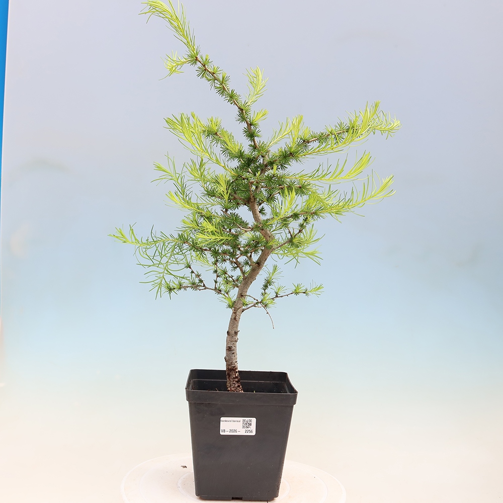 Bonsai voor buiten -Larix decidua - Lariks