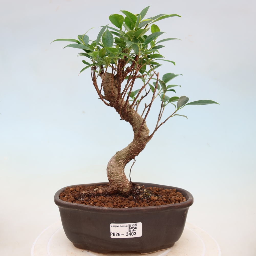 Kamerbonsai - Ficus kimmen - kleinbladige ficus