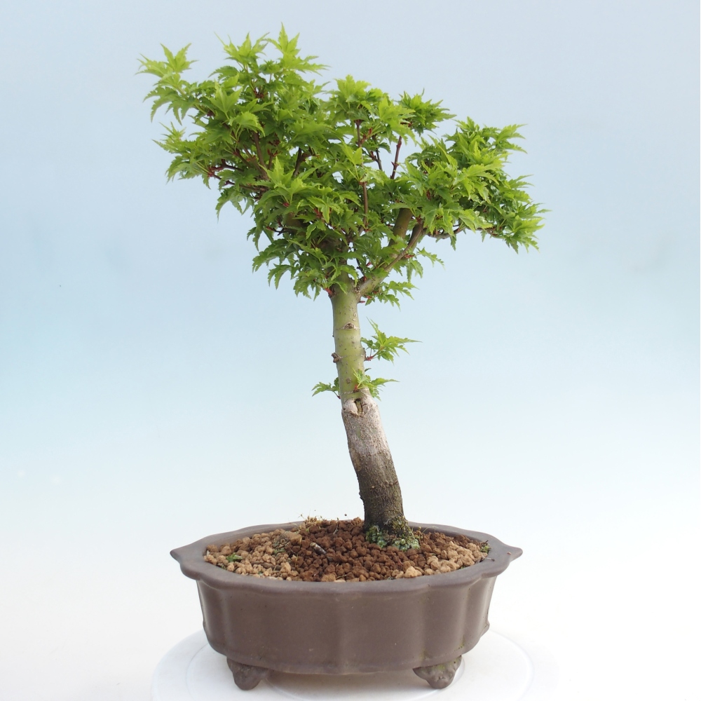 Bonsai voor buiten -Javor palm Acer palmatum Shishigashira