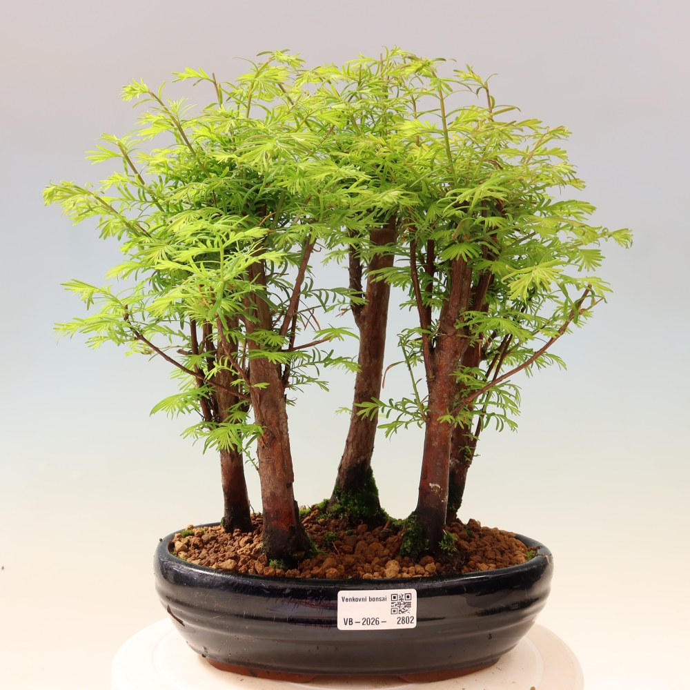 Buitenbonsai - Metasequoia glyptostroboides - Chinese metasequoia - bosje