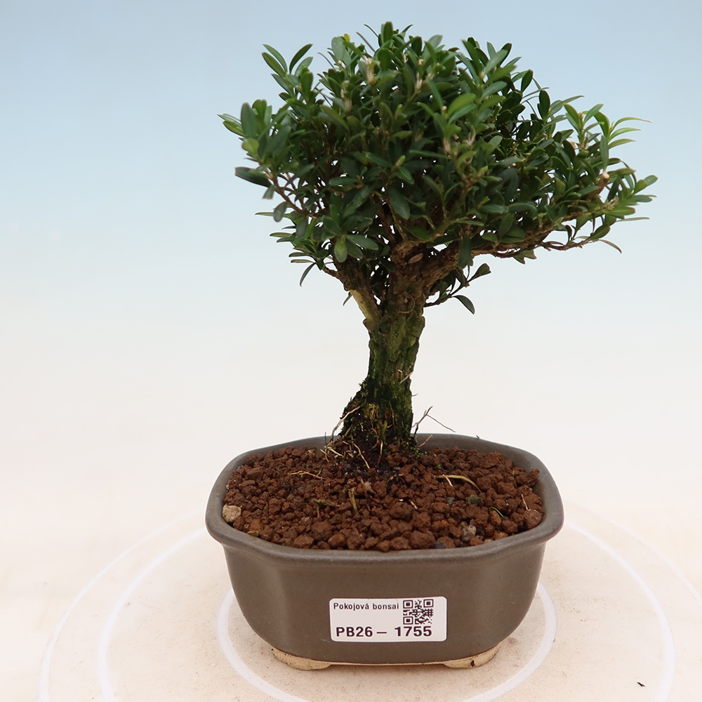Kamerbonsai - Buxus harlandii - kurk buxus