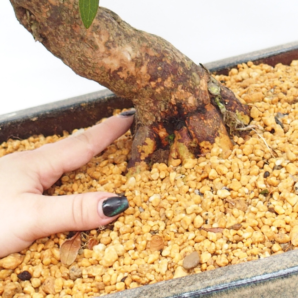 Bonsai voor buiten - Japanse azalea - Azalea satsuki