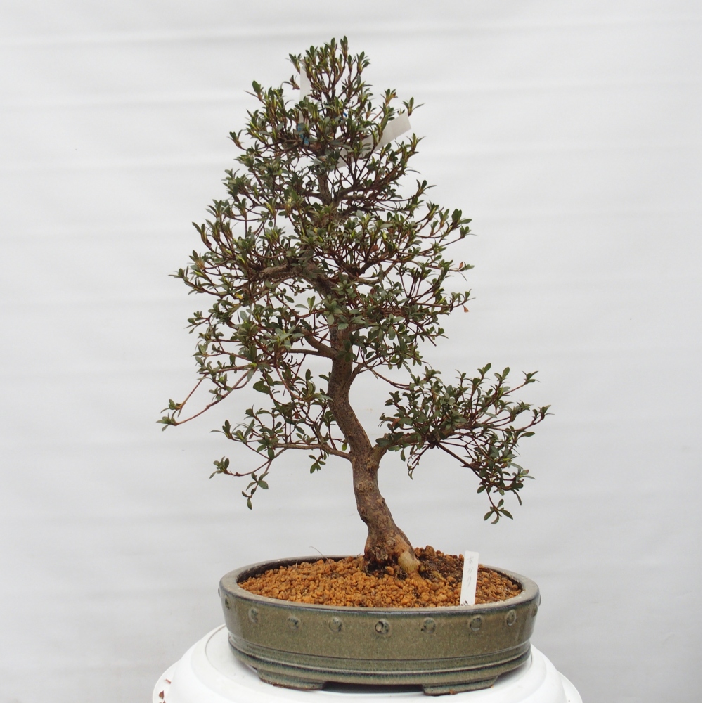 Bonsai voor buiten - Japanse Azalea - Azalea Akari