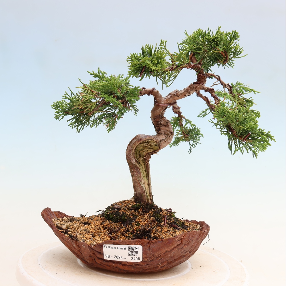Bonsai voor buiten - Juniperus chinensis Itoigawa-Juniperus chinensis
