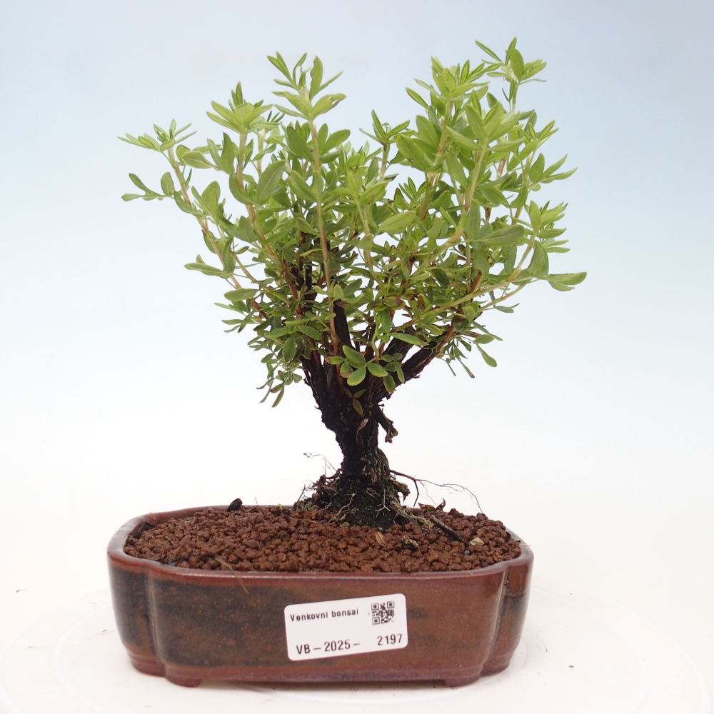 Bonsai voor buiten - Potentila fruticosa gele vogel