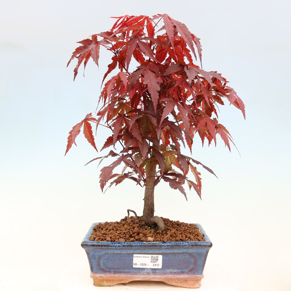 Bonsai voor buiten - Acer palm. Atropurpureum-Javorpalm