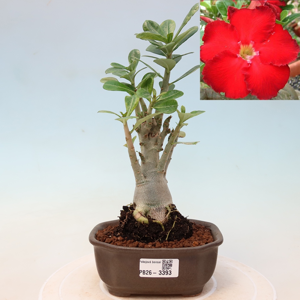 Kamerbonsai - Adenium obesum Red Star - Woestijnroos