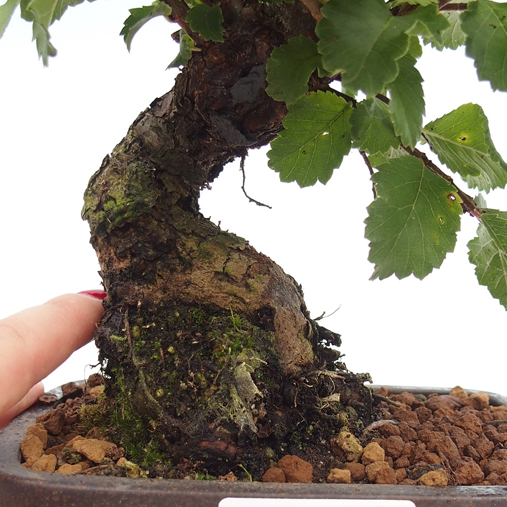 Bonsai voor buiten - Zelkova - Zelkova NIRE
