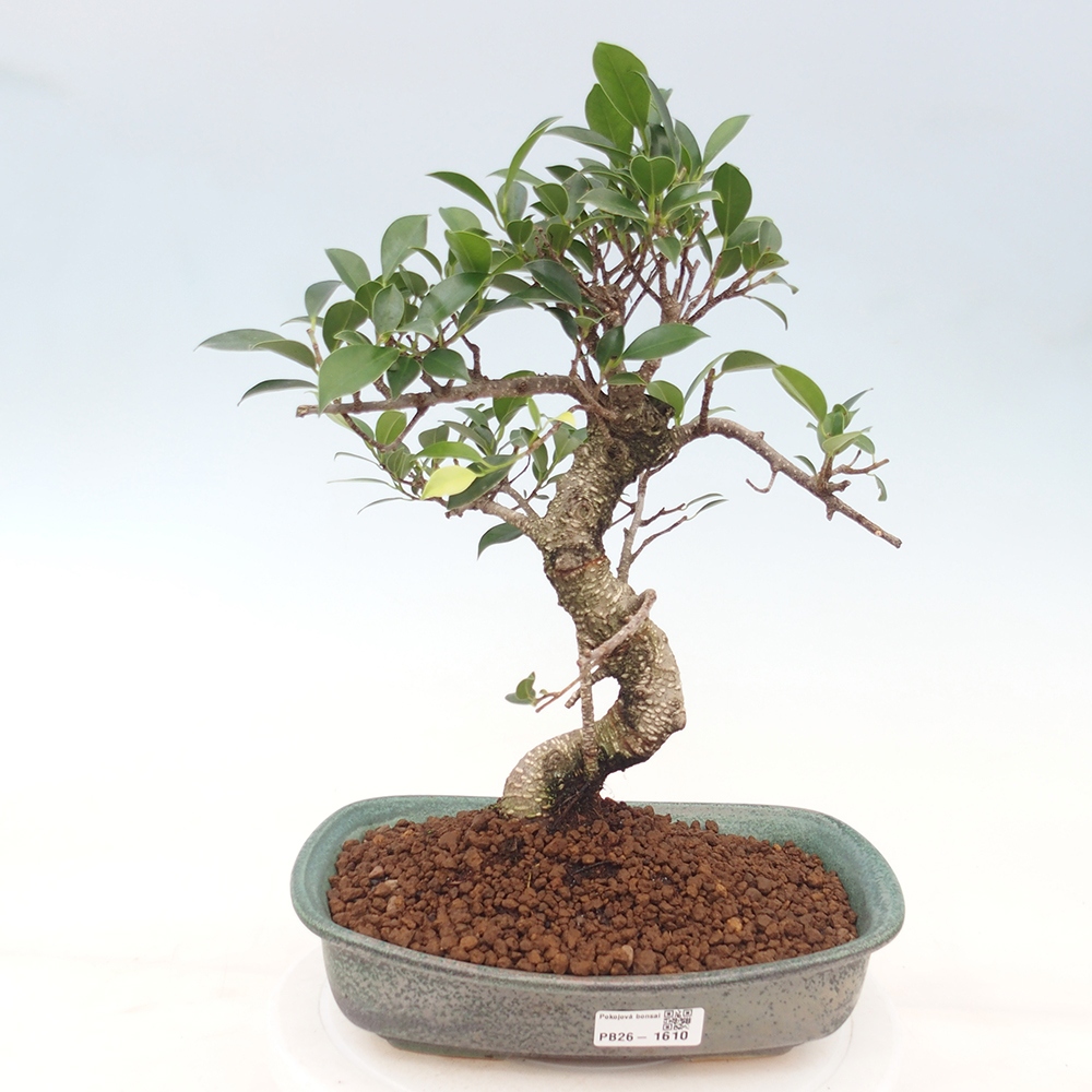 Kamerbonsai - Ficus kimmen - kleinbladige ficus