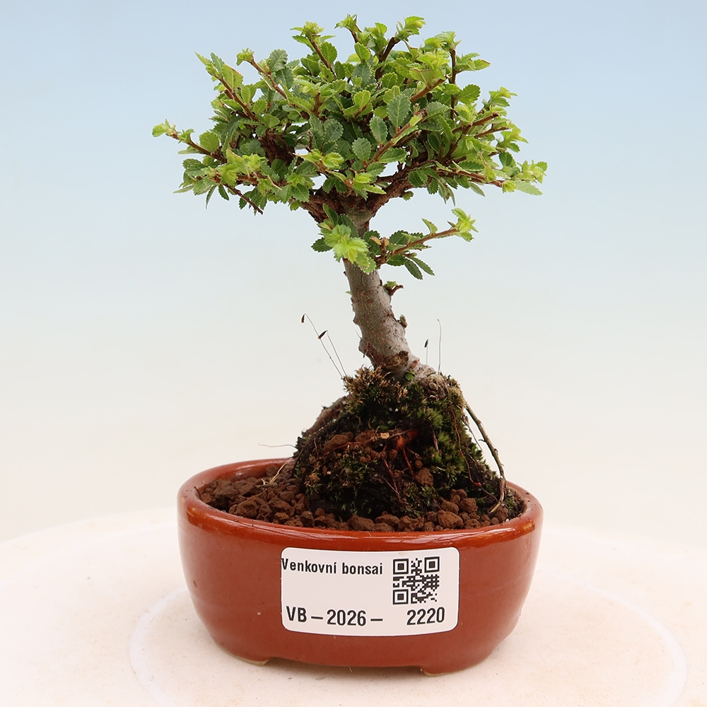 Bonsai voor buiten - Ulmus parvifolia Sagei - Kleinbladige iep