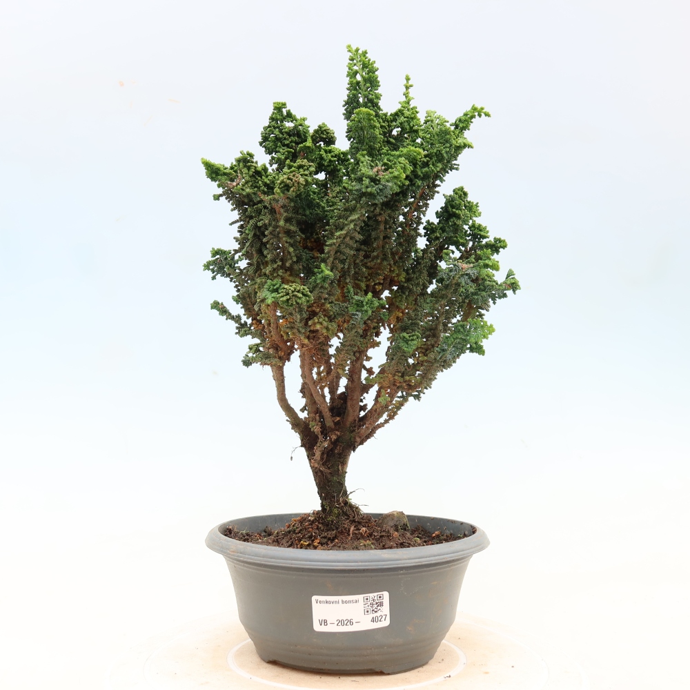 Bonsai voor buiten - Cham. obtusa SEKKA HINOKI - Cipres