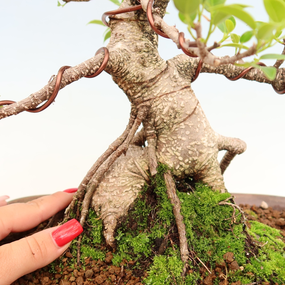 Kamerbonsai - Ficus kimmen - kleinbladige ficus