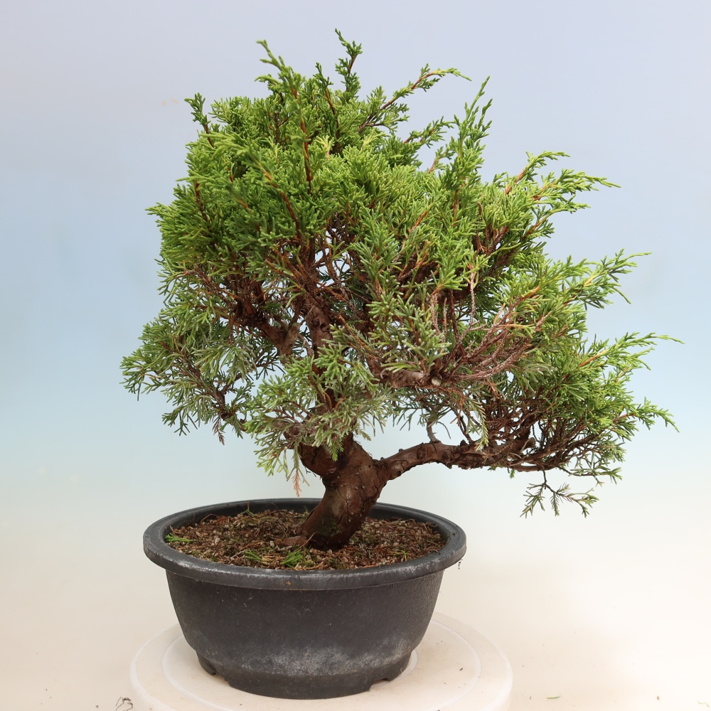 Bonsai voor buiten - Juniperus chinensis Itoigawa-Juniperus chinensis