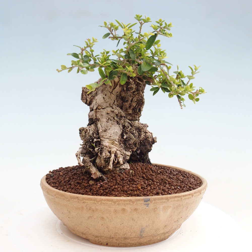 Bonsai voor binnen - Olea europaea sylvestris
