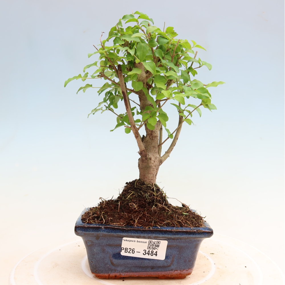 Kamerbonsai -Ligustrum chinensis - Vogelsnavel