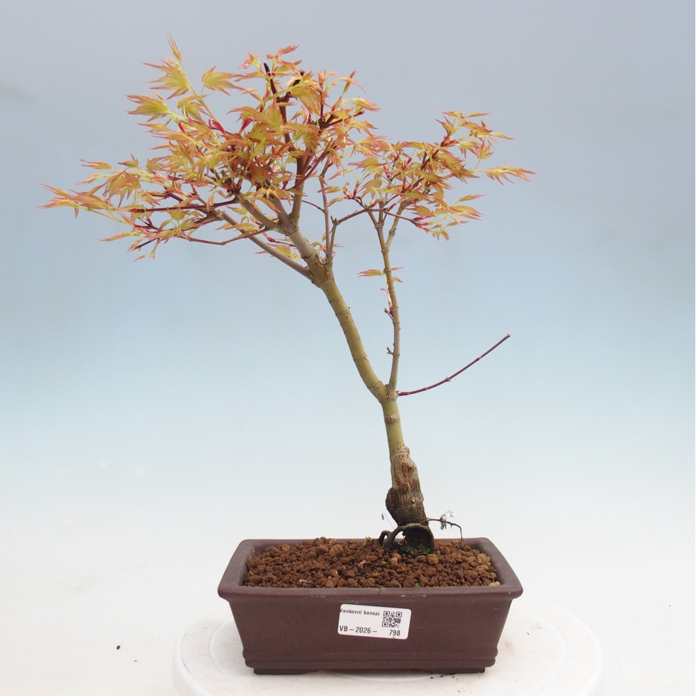 Noorse esdoorn - Acer palmatum Beni Tsukasa