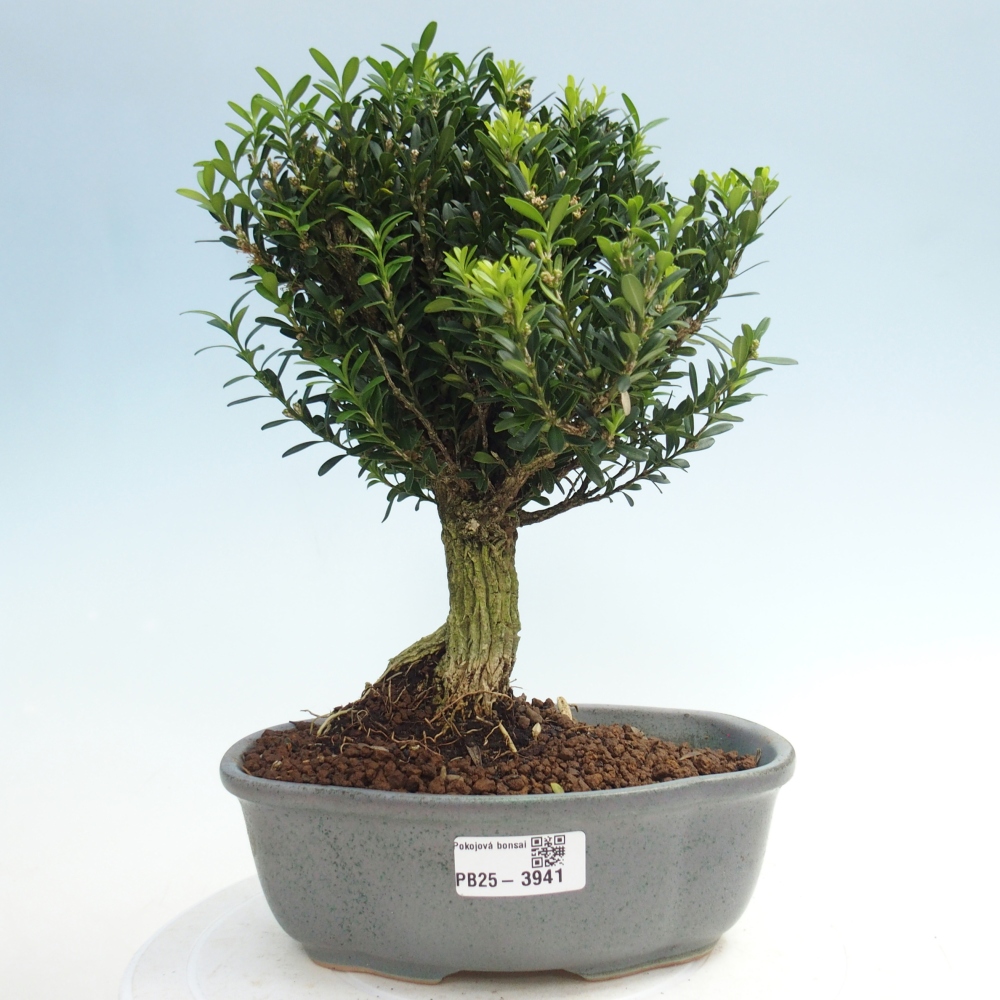 Kamerbonsai - Buxus harlandii - kurk buxus