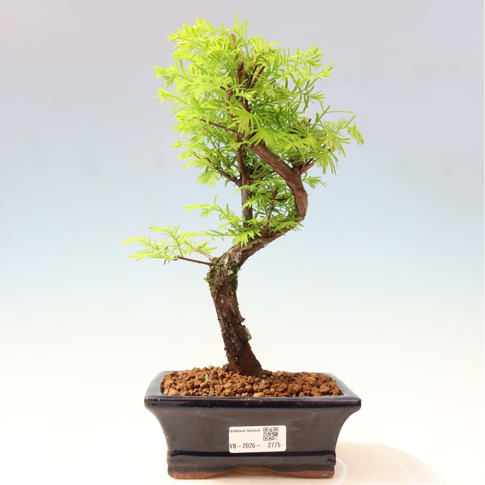 Bonsai voor buiten - Metasequoia glyptostroboides - Chinese Metasequoia