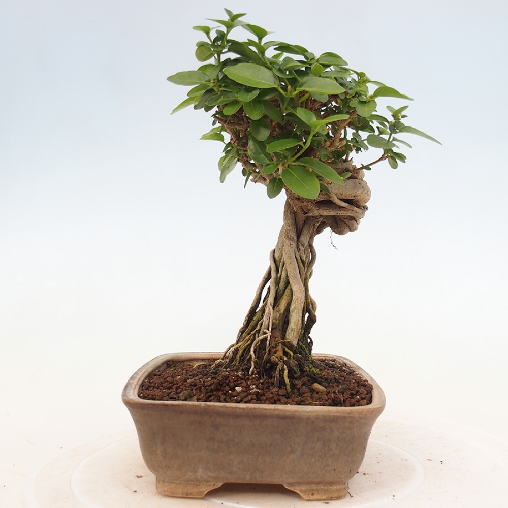 Bonsai voor binnen - Premna serratifolia - Kozlovna malolista