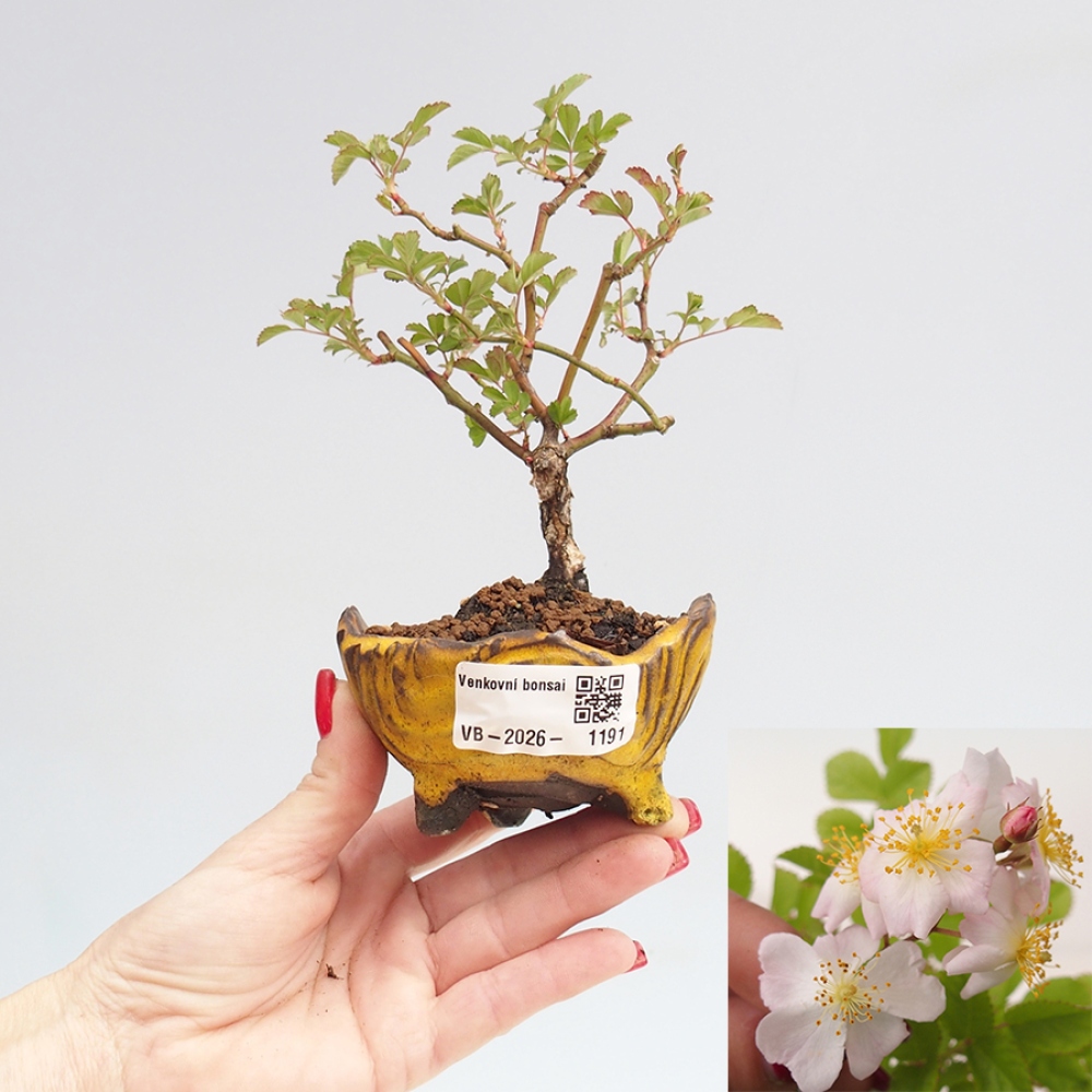 Bonsai voor buiten - Rosa sp. - kleinbloemige roos